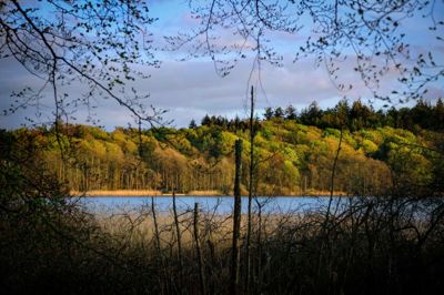 Som noget nyt får Skanderborg Kommune en folkeskov, hvor alle kan plante et træ. Foto: Martin Ballund