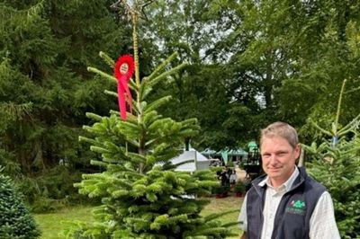 Anders Laursen med den 14 år gamle nordmannsgran, der for nylig blev kåret som Danmarks flotteste juletræ. Ud over hæderen skal Laursen levere et juletræ til dronningen.