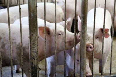 Alt er nu klar til, at landmand Karl Ole Jokumsen kan udvide sit dyrehold til 38.000 smågrise (6,2-32 kilo) og 27.600 slagtesvin (32-108 kilo) årligt på adressen Østermarksvej 11 i Svejstrup.
