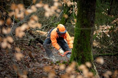 Mandag begyndte fældningen af cirka 2000 træer på Himmelbjerget som led i et projekt, der skal give bjerget sin facon og udtryk tilbage.