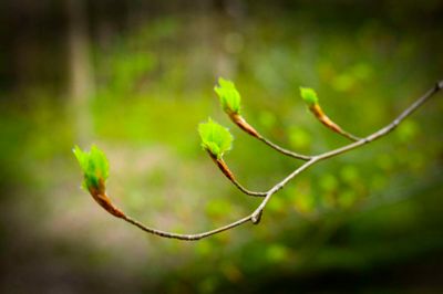 Nu skal der sættes skub i etableringen af den folkeskov, som politikerne sidste efterår sagde ja til skal plantes i Skanderborg Kommune.