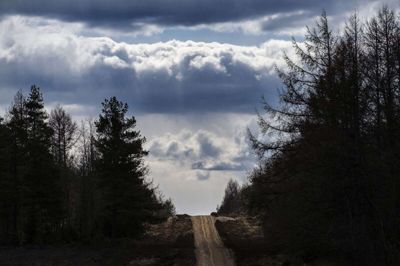For cirka en måned siden blev Kompedal Plantage udepeget som en af landets nye natur-nationalparker, hvor der skal gå store græssende dyr i indhegning. Netop det faktum har vakt stor debat. Ifølge naturstyrelsen er »de græssende dyr en vigtig brik i økosystemet og for biodiversiteten, fordi de med deres græsning, vandring, klove, bid og skrab på træer og buske er med til at skabe og vedligeholde en varieret natur.« Foto: Martin Ballund