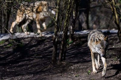 En ung hunulv og en hanulv er i weekenden blevet dræbt ved et sammenstød med køretøjer i det midtjyske. Det vurderer patologer efter en obduktion af de to dyr. (Arkivfoto).