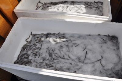 Silkeborg Fiskeriforening har i weekenden udsat 20.000 små ål i Julsø.