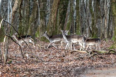 Byrådet i Herning skal inden længe tage stilling til, om Løvbakkerne er et godt sted for Dansk Håndbold at plante skov op til EM i herrehåndbold.