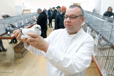 Denne skønhed af en due fik 97 point og lå dermed lunt i svinget til at blive kåret som den flotteste due ved årets Duedag i Ejstrupholm. Dommer Peter Laustsen var med til at bedømme de godt 60 duer, der var med i konkurrencen.