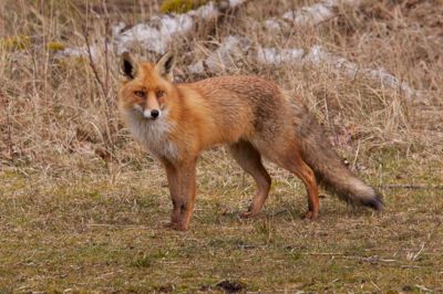 Endnu en konsekvens af klimaændringer er, at rævens dværgbændelorm nu er nået op midt i Jylland.