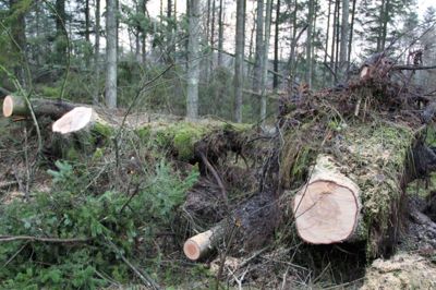 Der er væltet cirka 11.000 kubikmeter træ i Kompedal Plantage, og det vurderes, at det vil tage resten af året at rydde op. Foto: Rasmus Viuff