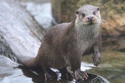 Det er en odder som denne, der tilsyneladende er på spil ved »Økoboligerne« i Ikast (Foto: Naturstyrelsen)