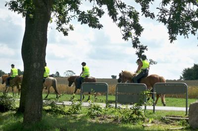 I uge 31 rider cirka 30 ryttere på islandske heste gennem blandt andet Ikast-Brande Kommune