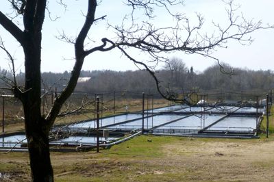Abild Dambrug er af de lokale dambrug, der har opnået miljøcertificering