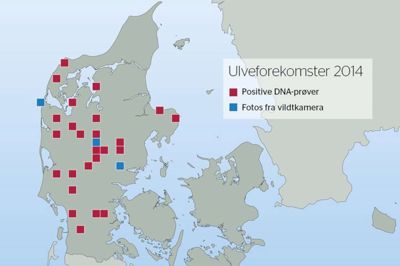 Koncentrationen af ulvje i Midtjylland er stor (Foto fra Naturstyrelsens )hjemmeside