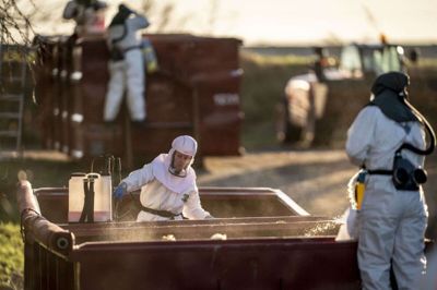 Den seneste tid har der været et højt smittetryk af fugleinfluenza i Danmark. I 2022 aflivede Fødevarestyrelsen og Beredskabsstyrelsen en kalkunbesætning på Vestsjælland. (Arkivfoto).