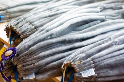 De mange pelsavlere i det Midt- og Vestjyske har i disse dage rige chancer for at opleve, hvad der sker med de mange skind som de hvert år producerer til modebranchen, når Kopenhagen Fur inviterer til skindudstilling og Pelsshow? foto pr