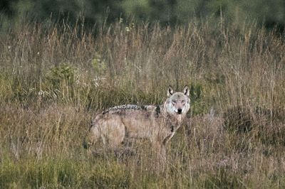En vild ulv i Vestjylland ses her i september. Ministeriet for Grøn Trepart åbner nu for ny ansøgningsrunde, så man kan søge tilskud til ulvesikrede hegn. (Arkivfoto).