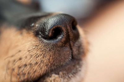 Dog nose