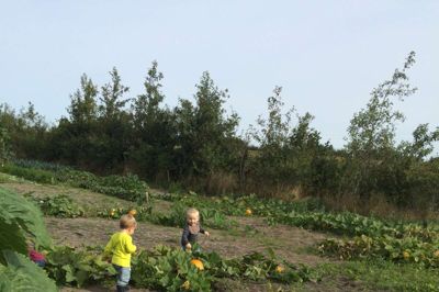 Forårets frø havde vokset sig store på marken ?foto privat