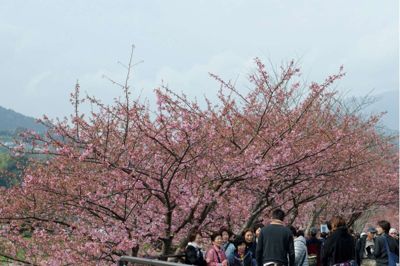 I Japan hylder man forårets komme med festivalen Sakura, hvor kirsebærtræerne står i fuldt flor. Når Formland Spring åbner til februar er det netop foråret og nordisk-japansk design, der er i centrum.