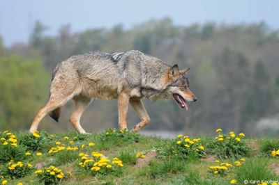 Flere borgere har berettet om et møde med rovdyret under naturvandringer i Storå-området i den nordlige bydel
