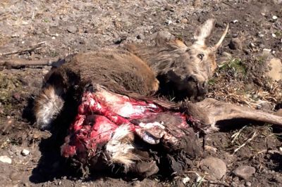 Et barskt billede - men det er sådan, naturens orden er, mener mange. ?Privat-foto