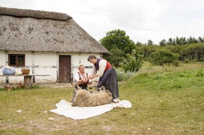 Levendegørelse af gamle dage. Her bliver et får klippet. ?foto: Hjerl Hede