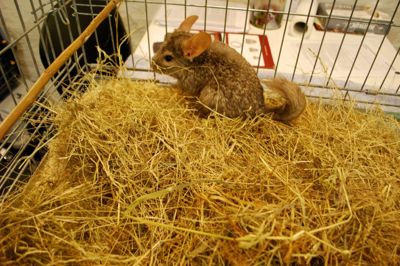 Denne chinchilla var levende, da man fandt de dumpede dyr. Men den overlevede desværre ikke. ?Foto: Dyrenes Beskyttelse