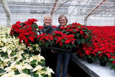 Julestjerner hos Garland, for sidste gang.