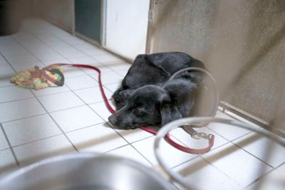 En af mishandlede hunde, som Brande Dyreinternat nu forsøger at redde ?Foto: Poul Madsen - Dyrenes beskyttelse
