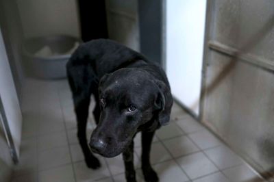 En af de mishandlede hunde ?Foto: Poul Madsen - Dyrenes Beskyttelse