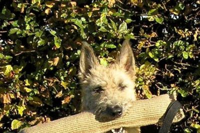 1. plads Rundering Hunden Prosit Race: Laekenois ?foto privat