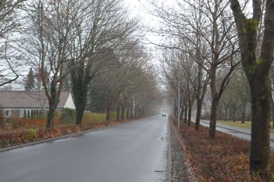 Der skal skabes mere lys på vejen og haverne på Marienlunds Allé, og det kommer til at koste adskillige træer livet. ?Foto: Flemming Thulstrup