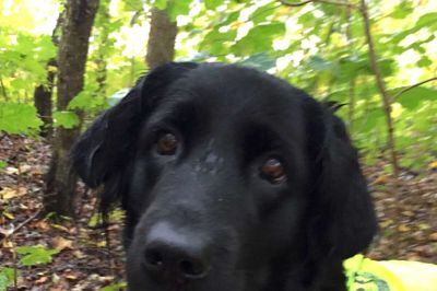 DCH-hunden Ronja har næse for at finde tabte ting. Hun er en del af et landsdækkende netværk, som man kan kontakte, hvis man er uheldig. Ronja havde ingen problemer med at finde den tabte nøgle og har endda også fundet et tabt høreapparat ?foto: Laila Kempel