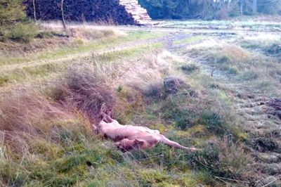 Den døde jerseykalv uden øremærker fundet ved Hjortevej. ?Foto: Privat