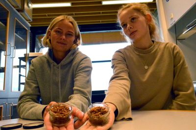 Clara Bak og Rebekka Moreau er klar til at gå om bord i to dåser ristede melorme? ?foto: Laila Kempel