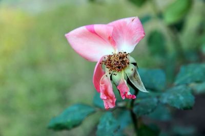 Livet skal afblomstre for at kunne sætte frugt ...siger den tidligere sognepræst Preben Kok, der 1.marts holder foredrag på Ruskærholm ?foto: colourbox