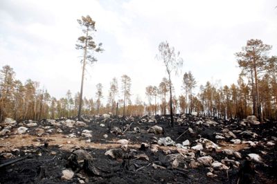 Skovbrandene i Sverige har ramt Ljusdal Kommune hårdt. Her ses en af de nedbrændte skove. Foto: TT News Agency/Reuters