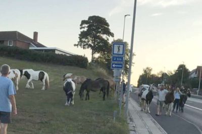 Her ses nogle af de i alt 15 heste på hjørnet ved Østergade og Højris Allé. Hestene slap fri ved et uheld, og er her ved at blive samlet, inden de skal hjem til folden igen.??Foto: Privatfoto