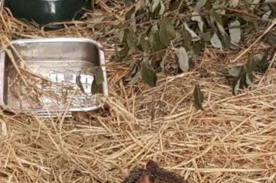 Den lille »Fru Agouti« er faldet til ro i dyreinternattet i Brande - men flytter snart videre til Brande, hvor en dyreven har både viden og anlæg til at huse den sydamerikanske gnaverinde ?Foto: Brande Dyreinternat
