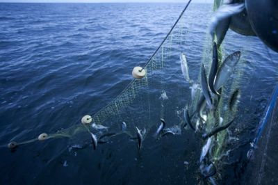 Miljøorganisationer er bekymret for udviklingen i fiskebestandene i Østersøen og har opfordret til, at man helt afholder sig fra at fiske efter sild i 2019. Foto: Jens Buttner/arkiv/Ritzau Scanpix
