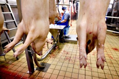 Morten Stricker/Ritzau Scanpix. Danish Crown forventer en markant større eksport til Japan med kommende EU-handelsaftale. Derfor har slagteriet tidligere på året meddelt, at det åbner en ny produktion i Blans med 100 nye medarbejdere. (Arkivfoto).