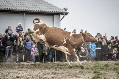 Mads Claus Rasmussen/Ritzau Scanpix. Økokøer danser ud på græsning. 32 danske økologivirksomheder deltager lige nu i et stort eksportfremstød på verdens største økologiske eksportmesse for at øge salget af dansk økologi yderligere.