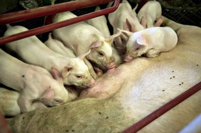 Henning Bagger/Ritzau Scanpix. Et nyt stort dansk forskningsprojekt skal udvikle en ny vaccine. Den skal overflødiggøre brugen af antibiotika til smågrise, som er stadigt mere problematisk for behandlingen af syge mennesker. (Genrefoto)