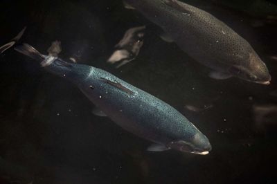 Simon Læssøe/Ritzau Scanpix. Trods kritik for miljøovertrædelser og en omfattende igangværende kulgravning fra myndighederne, så satser havbrugseerhvervet fortsat på, at det skal udvikle sig markant de kommende år med nye havbrug i Kattegat, som regeringen tidligere har peget på. (Arkiv)