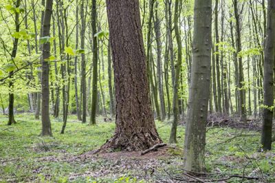 Kim Haugaard/Ritzau Scanpix. SF vil bruge 18 milliarder kroner fra en særskilt dansk klimaopsparing til klimaindsatser - herunder at anlægge ny skov. (Arkivfoto)
