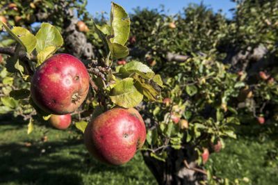 Søren Bidstrup/Ritzau Scanpix. I nogle frugter er det muligt at fjerne en del af indholdet af pesticider ved vask. Eksempelvis kan halvdelen af pesticidindholdet i jordbær, vindruer og æbler vaskes af. (Arkivfoto).