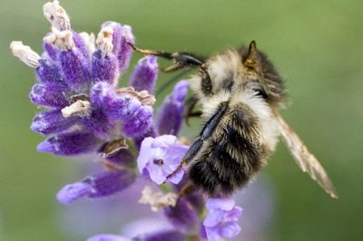 Jens Nørgaard Larsen/Ritzau Scanpix. Robotten kan skelne mellem forskellige insektarter via en billedgenkendelsesteknologi. (Arkivfoto).