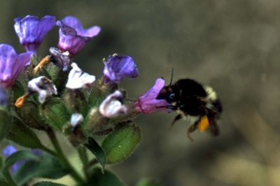 Bjørn Khler/Ritzau Scanpix. Bier er afhængige af nektar og pollen fra blomster. (Arkivforto)