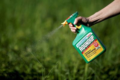 Benoit Tessier/Reuters. Selskabet Bayer står over for flere end 13.400 retssager på grund af risikoen for kræft, som menes at være forbundet med ukrudtsmidlet Roundup. Bayer afviser anklagerne og siger, at årtiers studier af selskabet har vist, at det er sikkert for mennesker at anvende glyfosat og Roundup. (Arkivfoto).