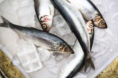 Simon Læssøe/Ritzau Scanpix. Sild er en af de fisk, som har et højt indhold af de sunde omega-3 fedtsyrer. (Arkivfoto)