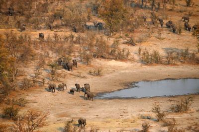 Siphiwe Sibeko/Reuters. En flok elefanter i området Mababe i Botswana. Den lille republik i det sydlige Afrika med godt to millioner indbyggere, siger, at bestanden af elefanter er vokset, og at et forbud mod elefantjagt nu er ophævet.